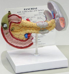 Pancreas Pharmaceutical and Anatomical Model Gifts